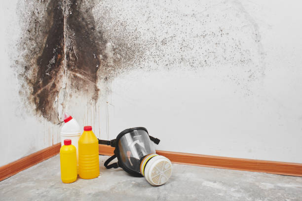 Professional Mold Removal in Pulaski, VA
