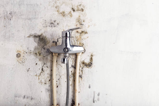 Best Certified Mold Removal  in Pulaski, VA