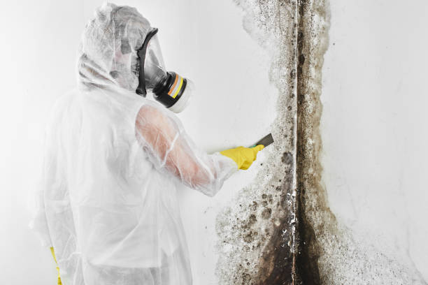 Best Fast Mold Removal  in Pulaski, VA