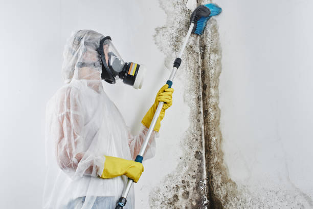 Best Mold Testing  in Pulaski, VA