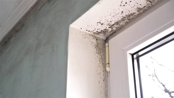 Best Affordable Mold Removal  in Pulaski, VA