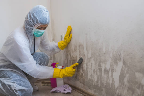 Best Home Mold Removal  in Pulaski, VA