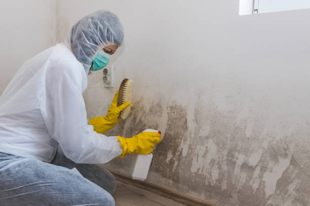 Best Professional Mold Removal  in Pulaski, VA