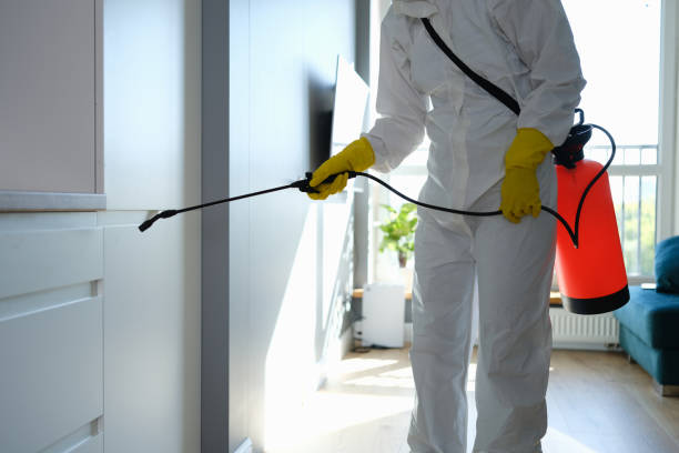 Best Local Mold Removal Service  in Pulaski, VA