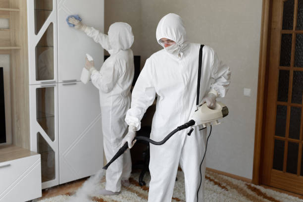 Best Certified Mold Removal  in Pulaski, VA