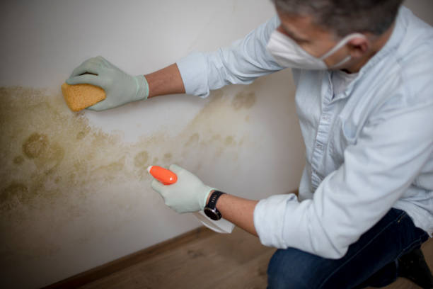 Best Same-Day Mold Removal  in Pulaski, VA