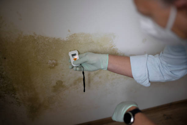 Best Crawl Space Mold Removal  in Pulaski, VA
