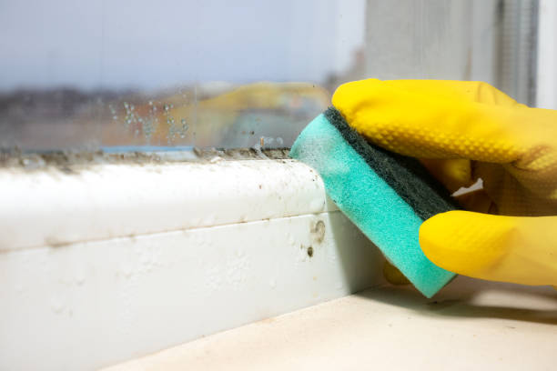 Best Mold Remediation  in Pulaski, VA