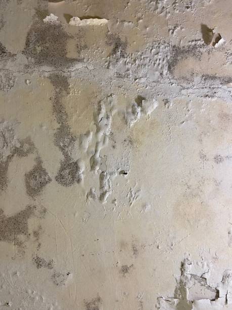 Best Crawl Space Mold Removal  in Pulaski, VA