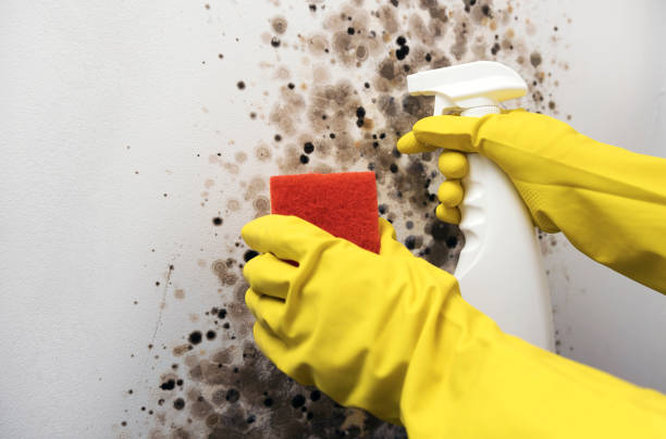 Office Mold Removal Services in Pulaski, VA