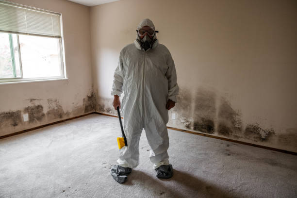 Best Toxic Mold Removal  in Pulaski, VA