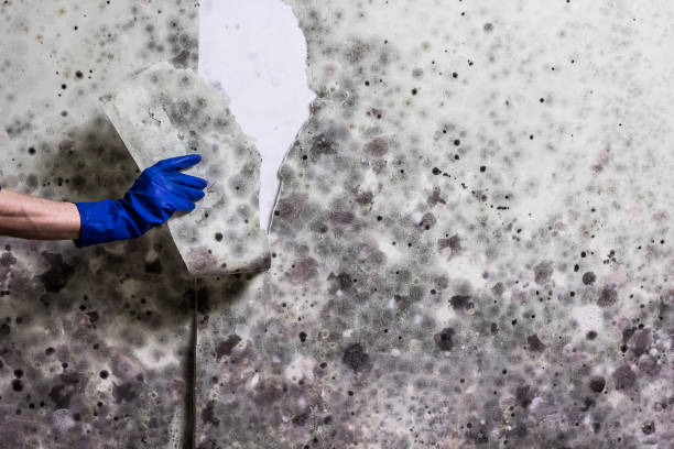 Certified Mold Removal in Pulaski, VA