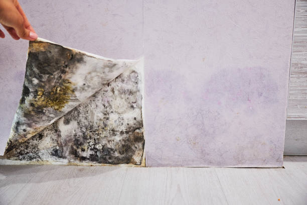 Best Certified Mold Removal  in Pulaski, VA